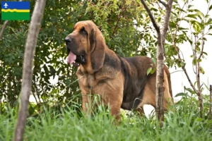 Lees meer over het artikel Bloedhondenfokkers en puppies in Flevoland