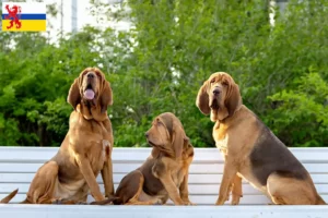 Lees meer over het artikel Bloedhondenfokker en puppies in Limburg