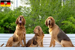 Lees meer over het artikel Bloedhondenfokkers en puppies in Saarland