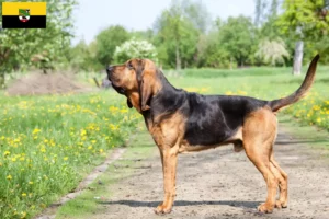 Lees meer over het artikel Bloedhondenfokkers en puppies in Saksen-Anhalt