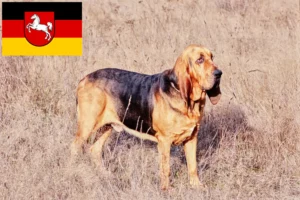 Lees meer over het artikel Bloedhondenfokkers en puppies in Nedersaksen