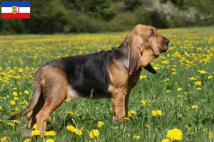 Lees meer over het artikel Bloedhondenfokkers en puppies in Sleeswijk-Holstein