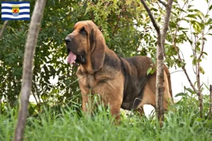 Lees meer over het artikel Bloedhondenfokkers en puppies in Zeeland