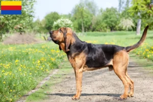 Lees meer over het artikel Bloedhondenfokkers en puppies in Noord-Holland
