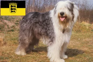 Lees meer over het artikel Bobtail fokkers en pups in Baden-Württemberg