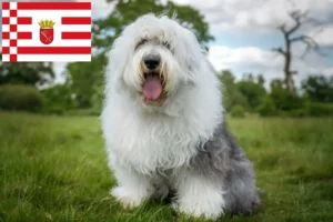 Lees meer over het artikel Bobtail fokkers en pups in Bremen