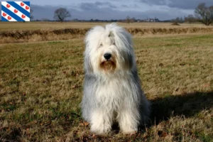 Lees meer over het artikel Bobtail fokkers en pups in Friesland