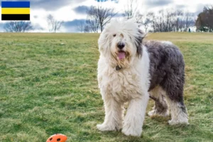 Lees meer over het artikel Bobtail fokkers en pups in Gelderland