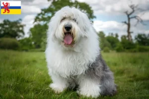 Lees meer over het artikel Bobtail fokkers en pups in Limburg