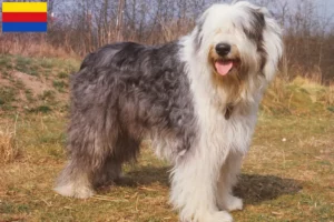 Lees meer over het artikel Bobtail fokkers en pups in Noord-Holland