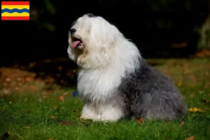 Lees meer over het artikel Bobtail fokkers en pups in Overijssel