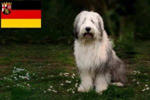 Lees meer over het artikel Bobtail fokkers en pups in Rijnland-Palts