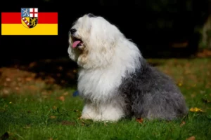 Lees meer over het artikel Bobtail fokkers en pups in Saarland
