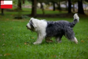 Lees meer over het artikel Bobtail fokkers en pups in Utrecht