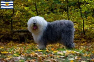 Lees meer over het artikel Bobtail fokkers en pups in Zeeland