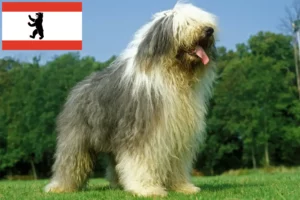 Lees meer over het artikel Bobtail fokkers en pups in Berlijn