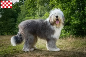 Lees meer over het artikel Bobtail fokkers en pups in Noord-Brabant