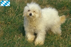 Lees meer over het artikel Bolognezer fokkers en puppies in Beieren