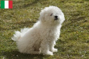 Lees meer over het artikel Bolognezer fokkers en puppies in Italië