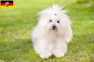 Lees meer over het artikel Bolognezer fokkers en pups in Saarland