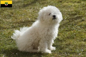 Lees meer over het artikel Bolognezer fokkers en pups in Saksen-Anhalt