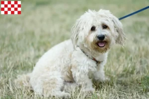 Lees meer over het artikel Bolognezers fokkers en pups in Noord-Brabant