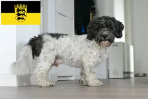 Lees meer over het artikel Bolonka Zwetna fokkers en pups in Baden-Württemberg