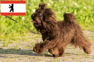 Lees meer over het artikel Bolonka Zwetna fokkers en pups in Berlijn