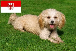 Lees meer over het artikel Bolonka Zwetna fokkers en pups in Brandenburg