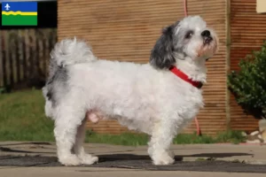Lees meer over het artikel Bolonka Zwetna fokkers en pups in Flevoland