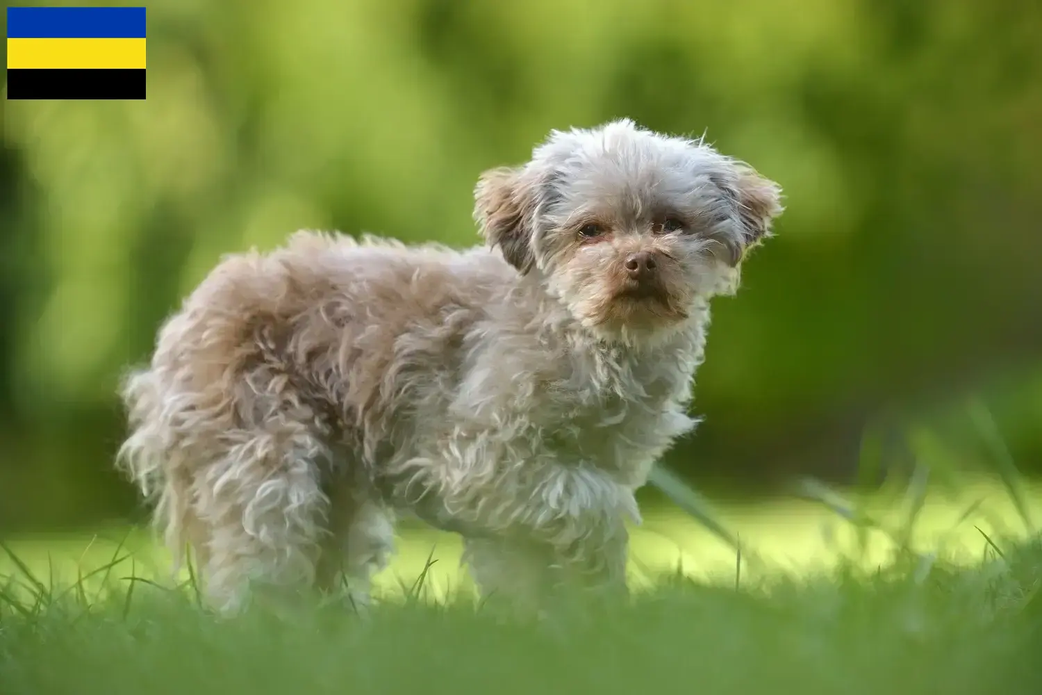 Bolonka Zwetna pups en fokker Gelderland Zoek Bolonka Zwetnas fokkers in Gelderland.
