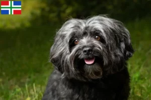 Lees meer over het artikel Bolonka Zwetna fokkers en pups in Groningen