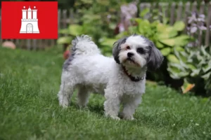 Lees meer over het artikel Bolonka Zwetna fokkers en pups in Hamburg