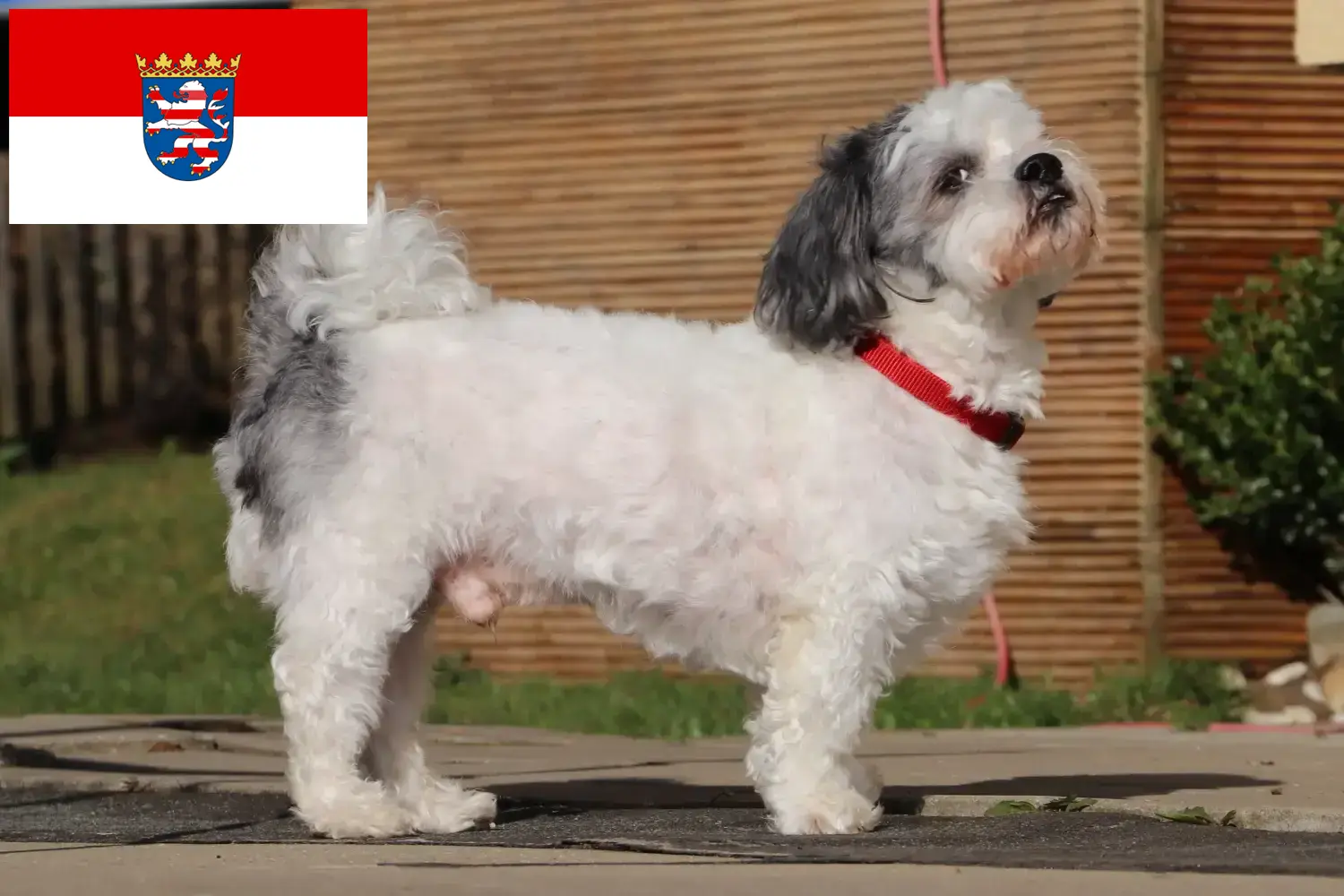 Bolonka Zwetna puppy's en fokkers Hessen Hier vind je Bolonka Zwetnas fokkers in Hessen.