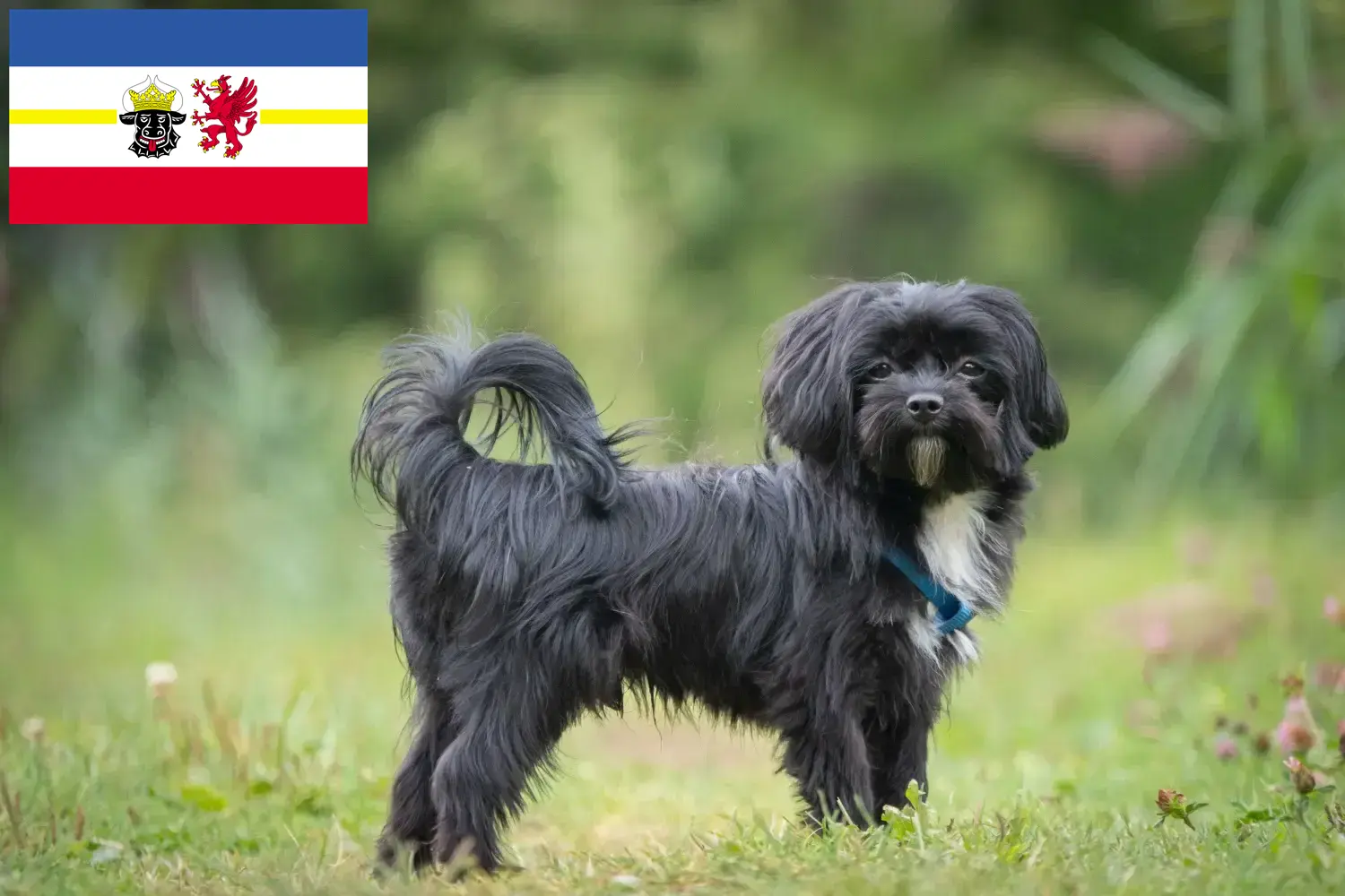 Bolonka Zwetna puppy's en fokkers Mecklenburg-Vorpommern Hier vind je Bolonka Zwetnas fokkers in Mecklenburg-Vorpommern.