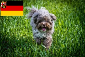 Lees meer over het artikel Bolonka Zwetna fokkers en pups in Rijnland-Palts