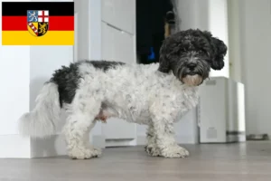 Lees meer over het artikel Bolonka Zwetna fokkers en pups in Saarland