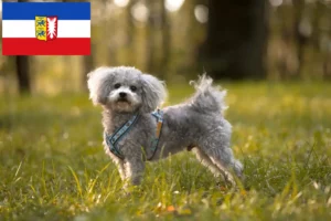 Lees meer over het artikel Bolonka Zwetna fokkers en pups in Sleeswijk-Holstein