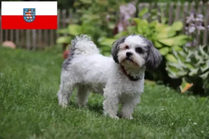 Lees meer over het artikel Bolonka Zwetna fokkers en pups in Thüringen