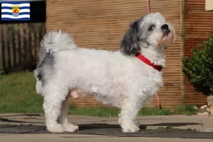 Lees meer over het artikel Bolonka Zwetna fokkers en pups in Zeeland