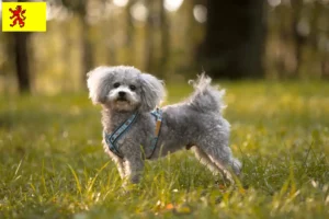 Lees meer over het artikel Bolonka Zwetna fokkers en pups in Zuid-Holland