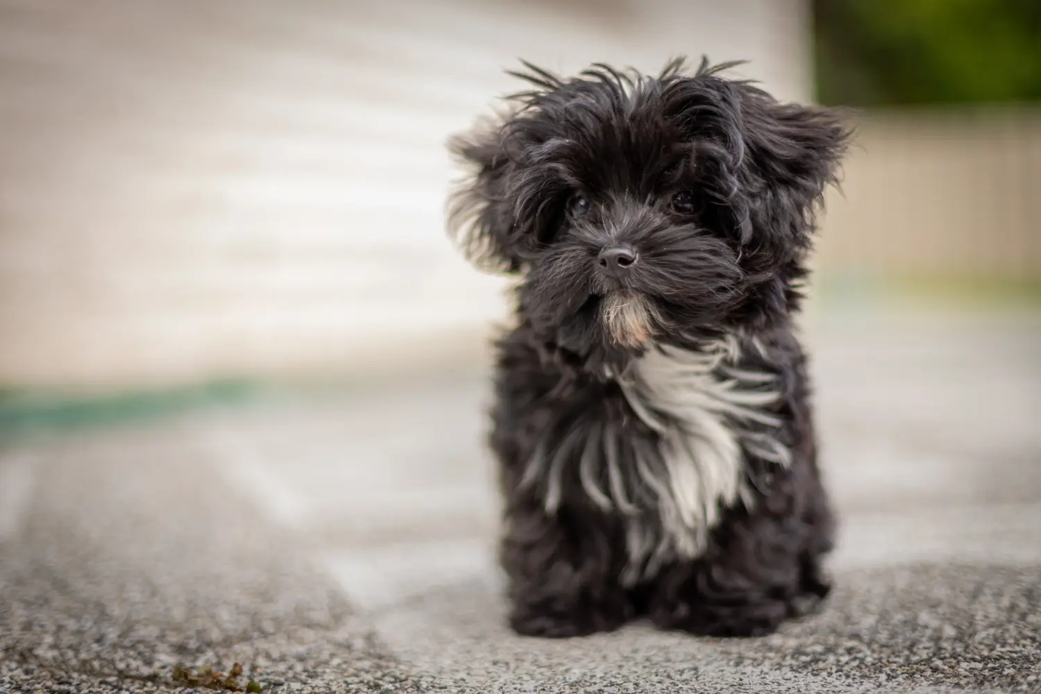 Een Bolonka Zwetna puppy kopen betekent verantwoordelijkheid nemen! Bolonka Zwetna puppy kopen.
