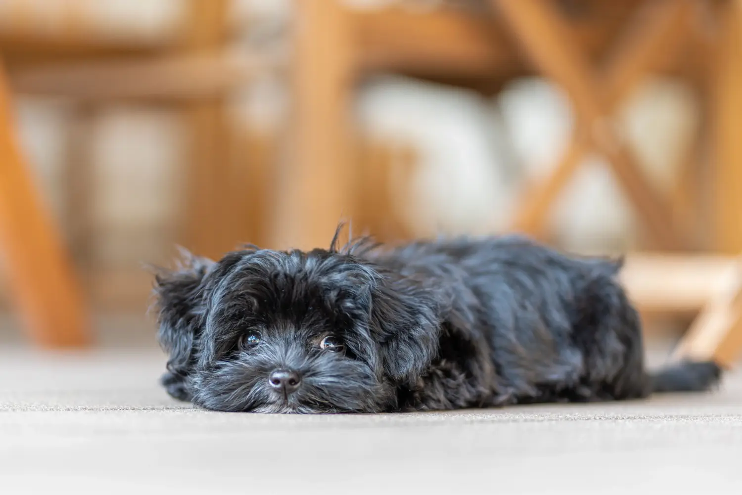 Een Bolonka Zwetna puppy kopen betekent verantwoordelijkheid nemen! Bolonka Zwetna puppy kopen.