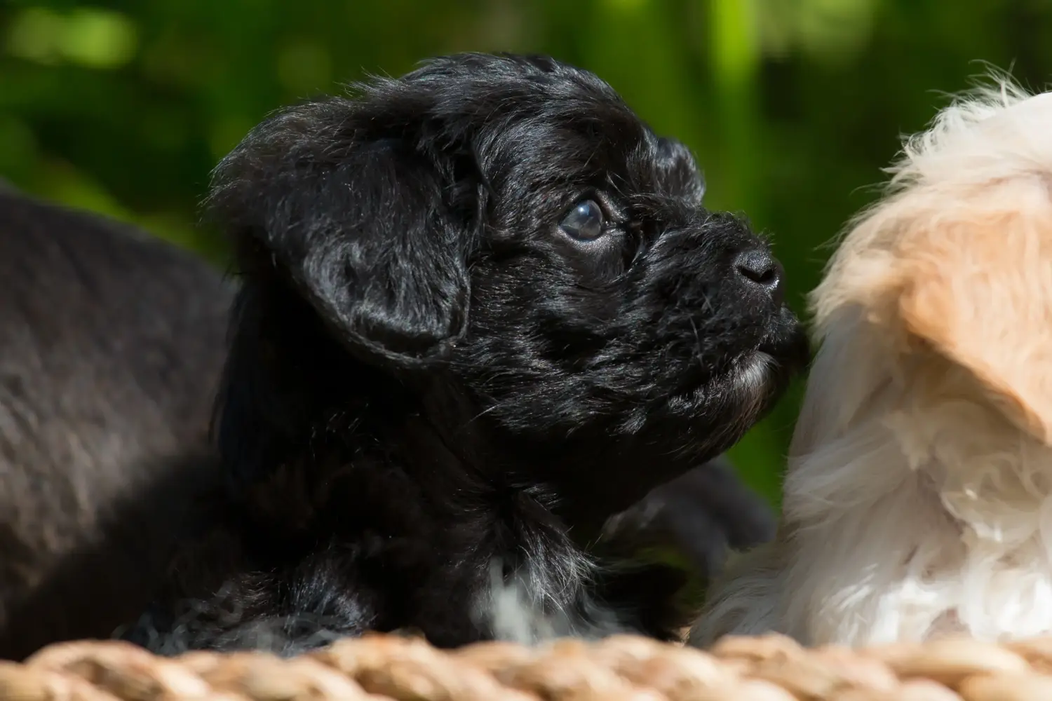 Een Bolonka Zwetna puppy kopen betekent verantwoordelijkheid nemen! Bolonka Zwetna puppy kopen.