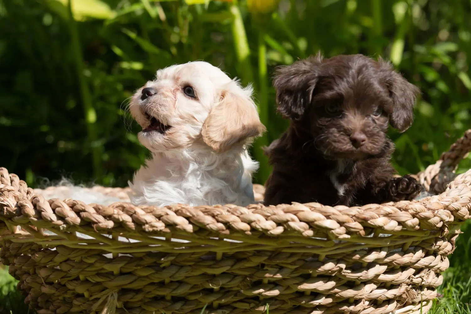 Een Bolonka Zwetna puppy kopen betekent verantwoordelijkheid nemen! Bolonka Zwetna puppy kopen.