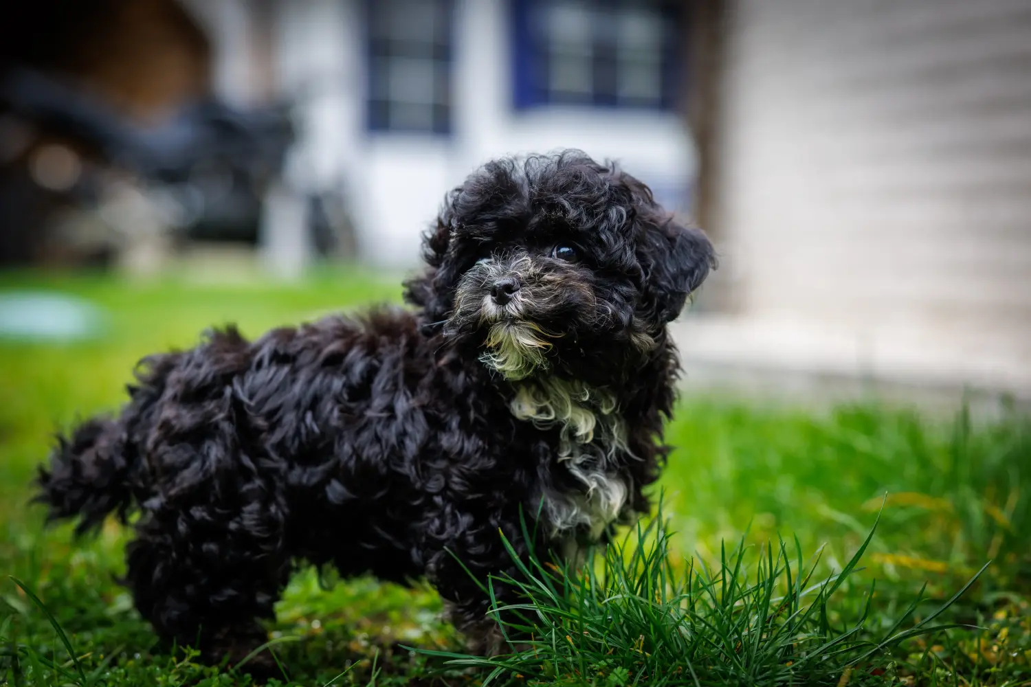 Een Bolonka Zwetna puppy kopen betekent verantwoordelijkheid nemen! Bolonka Zwetna puppy kopen.