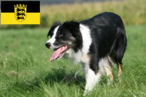 Lees meer over het artikel Border Collie fokkers en pups in Baden-Württemberg