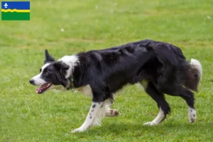 Lees meer over het artikel Border Collie fokkers en pups in Flevoland
