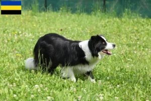 Lees meer over het artikel Border Collie fokkers en pups in Gelderland