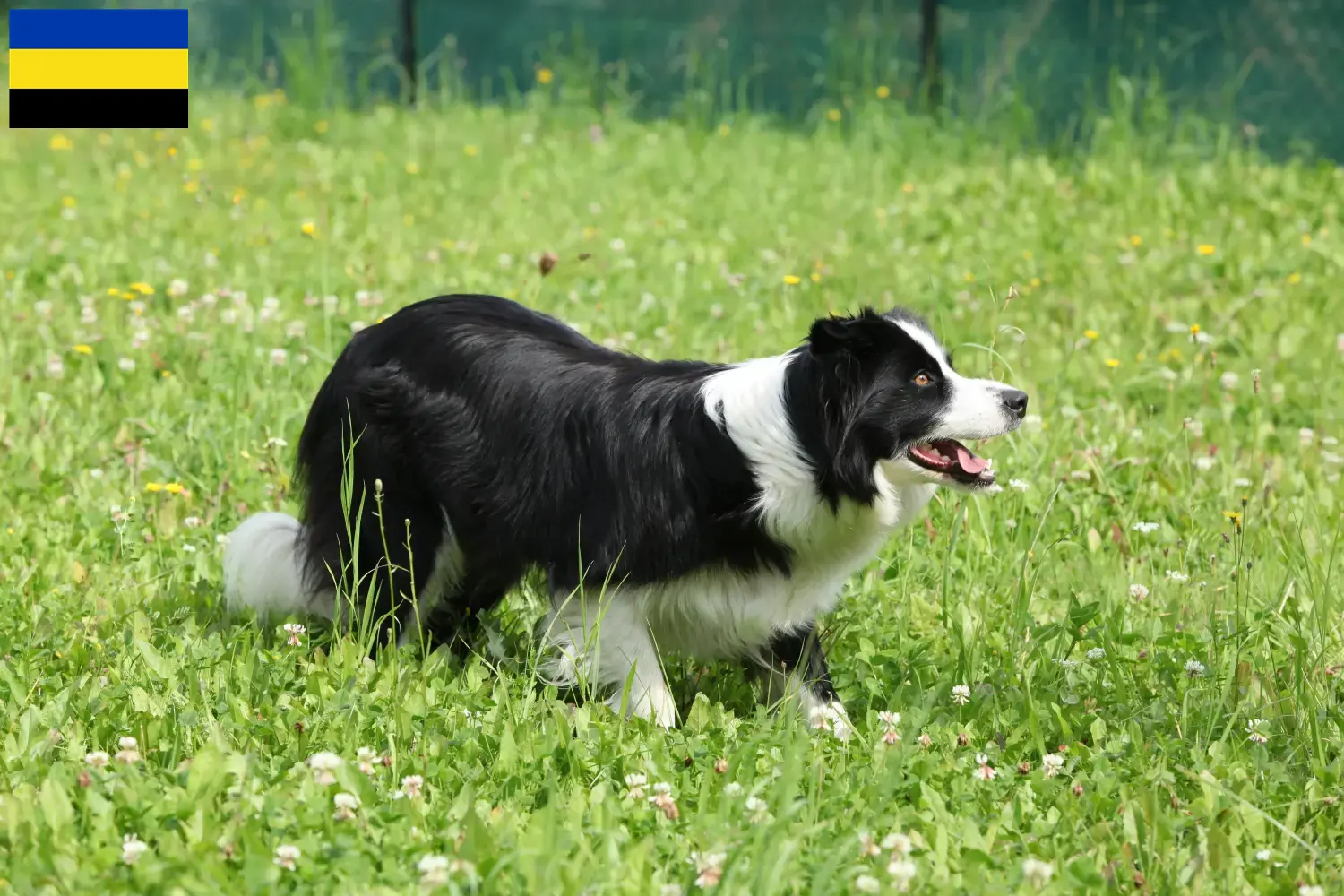 Lees meer over het artikel Border Collie fokkers en pups in Gelderland